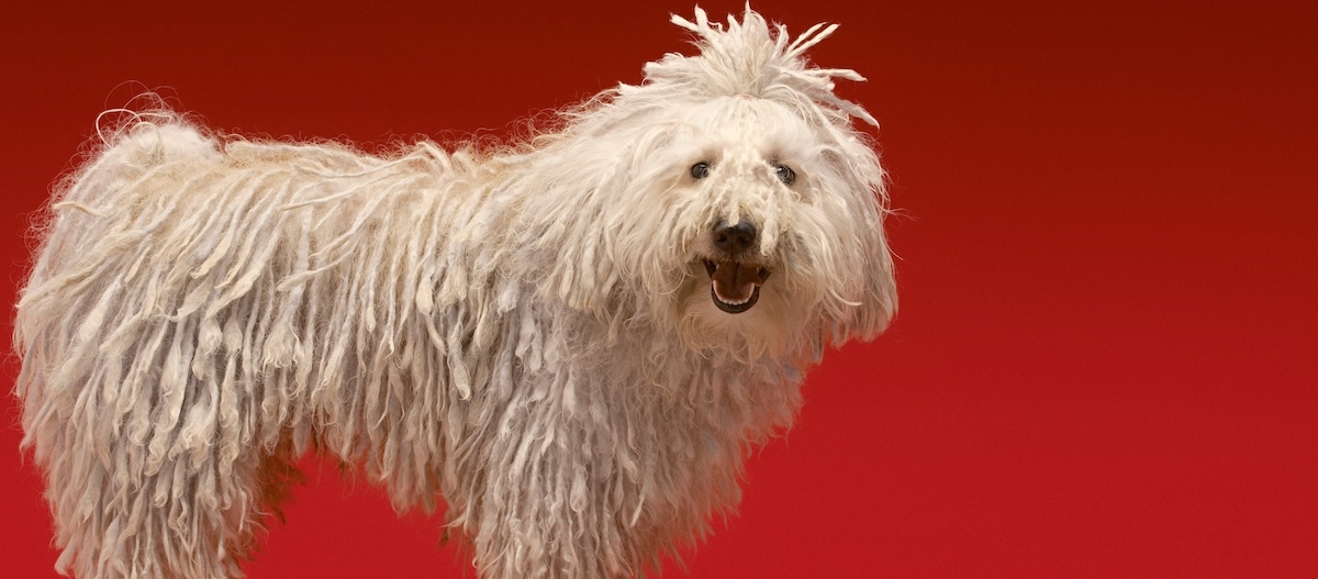 Ein Komondor steht seitlich vor rotem Hintergrund und schaut in die Kamera Ein Komondor steht seitlich vor rotem Hintergrund und schaut in die Kamera