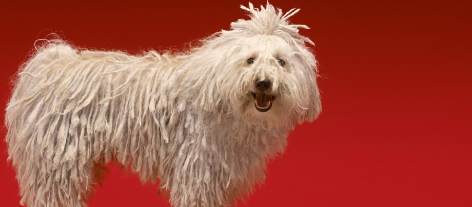 Ein Komondor steht seitlich vor rotem Hintergrund und schaut in die Kamera Ein Komondor steht seitlich vor rotem Hintergrund und schaut in die Kamera