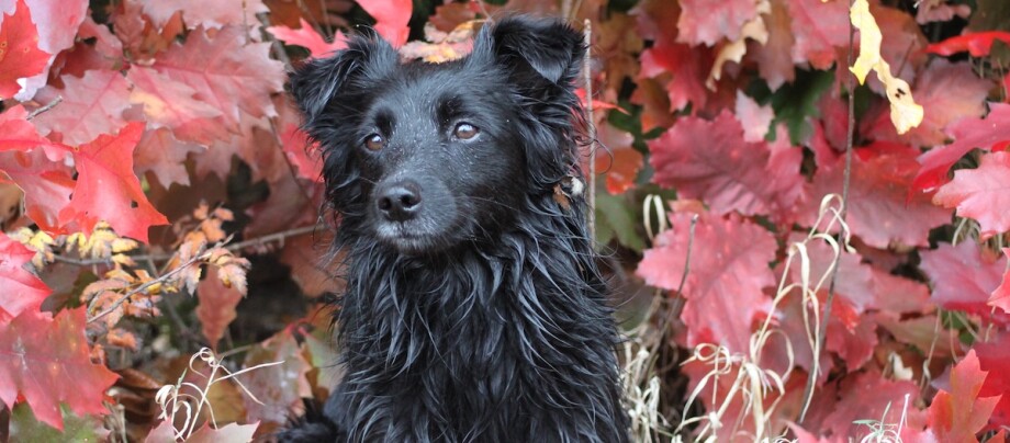 Kroatischer Schäferhund im Herbstlaub Kroatischer Schäferhund sitzt im roten Herbstlaub