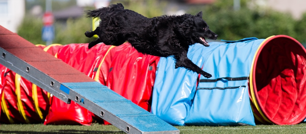 Kroatischer Schäferhund springt über eine Rampe beim Agility-Training Kroatischer Schäferhund springt über eine Rampe beim Agility-Training