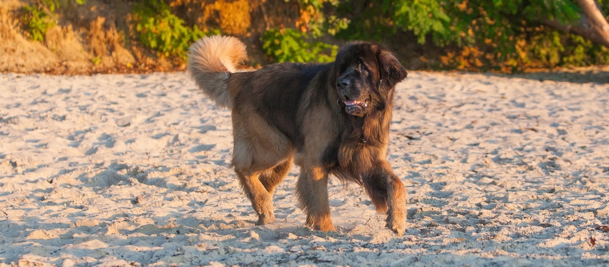 Ein Leonberger läuft an einem Strand entlang. Ein Leonberger läuft an einem Strand entlang.