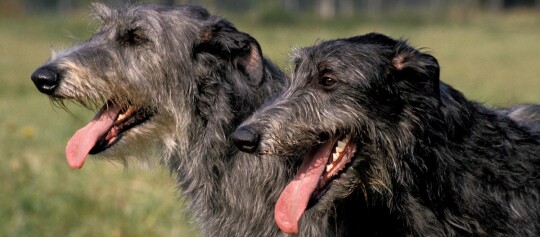 Zwei Scottish Deerhound stehen auf einer Wiese und blicken hechelnd zur Seite