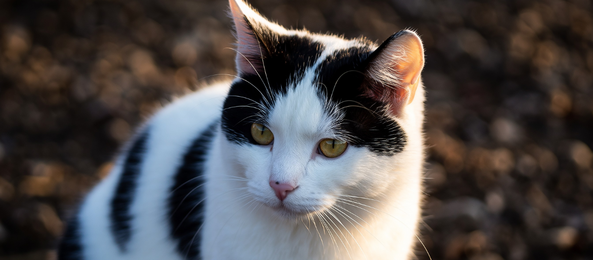 Eine weiß-schwarze Japanese Bobtail mit sitzt im Freien. Ihr Fell ist überwiegend weiß mit schwarzen Flecken auf Kopf und Rücken. Die Katze blickt aufmerksam zur Seite, während warmes Sonnenlicht ihr Gesicht beleuchtet.