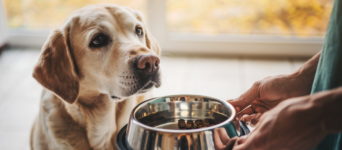 Ein älterer Labrador schaut erwartungsvoll auf einen Napf mit Hundefutter, den eine Person ihm hinhält. Das Bild zeigt eine liebevolle Fütterungsszene in einem hellen Raum mit warmem Licht.