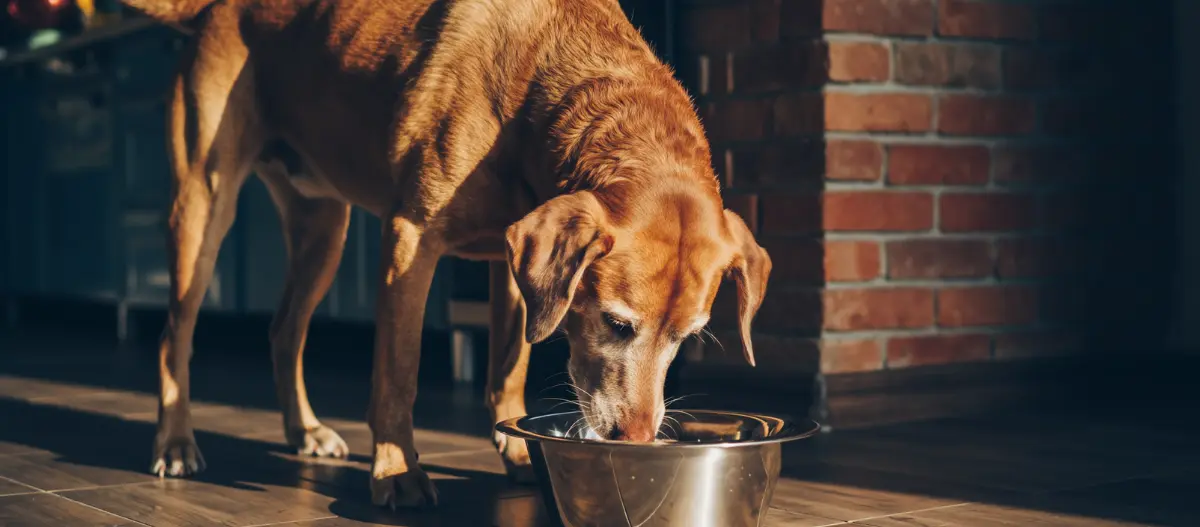 Ein senioriger Hund frisst aus einem Napf – KI-generiert