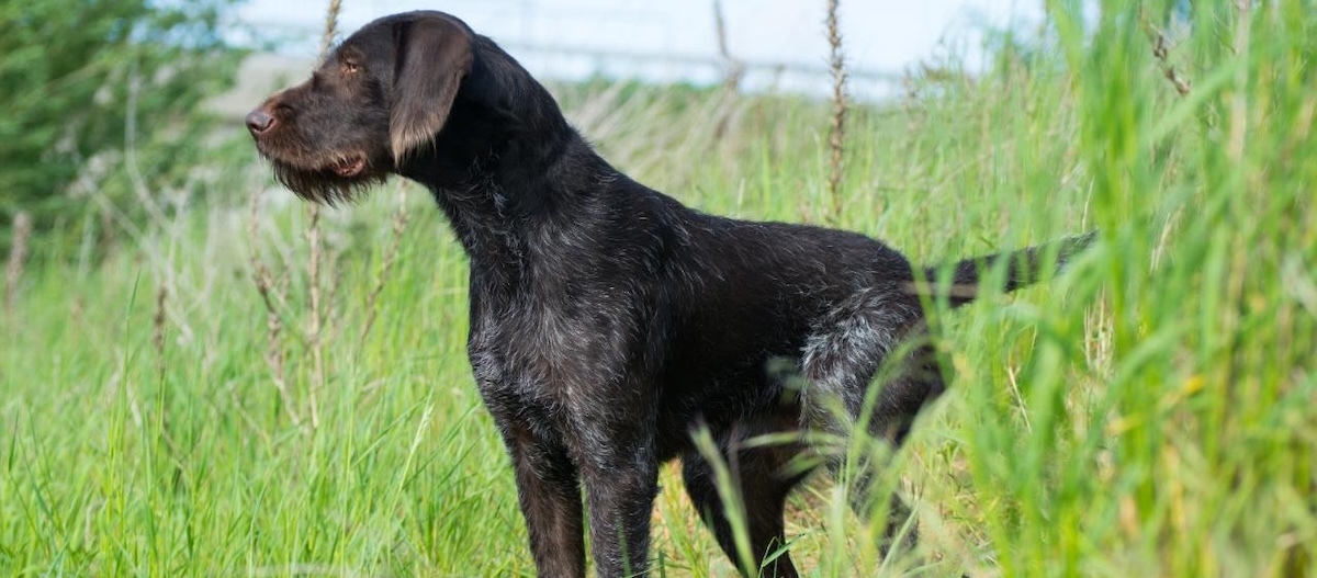 Deutsch Stichelhaar steht auf einer Wiese und schaut in die Ferne