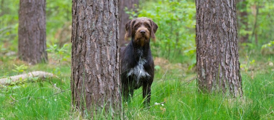 Deutsch Stichelhaar steht hinter einem Baum im Wald