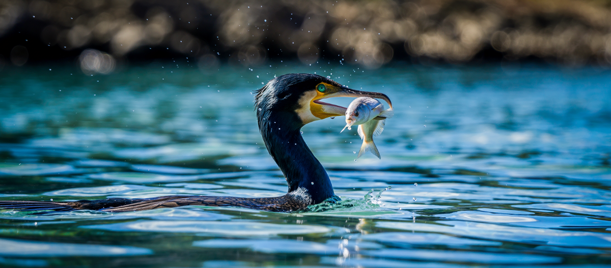 Ein Kormoran schwimmt im Wasser und hat einen Fisch im Schnabel. Ein Kormoran schwimmt im Wasser und hat einen Fisch im Schnabel.