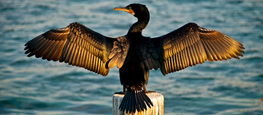 kormoran-fluegel-ausgebreitet Kormoran sitzt mit ausgebreiteten Flügeln