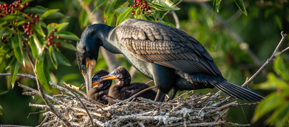 Ein Kormoran Weibchen sitzt in einem Nest und füttert die Jungen. Ein Kormoran Weibchen sitzt in einem Nest und füttert die Jungen.
