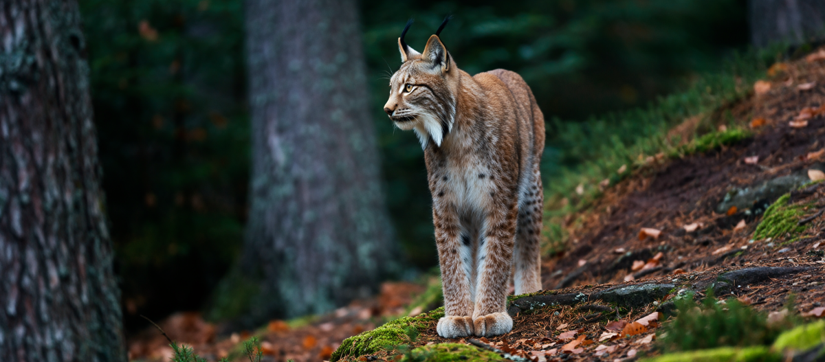 Ein Luchs steht im Wald und schaut zur Seite.
