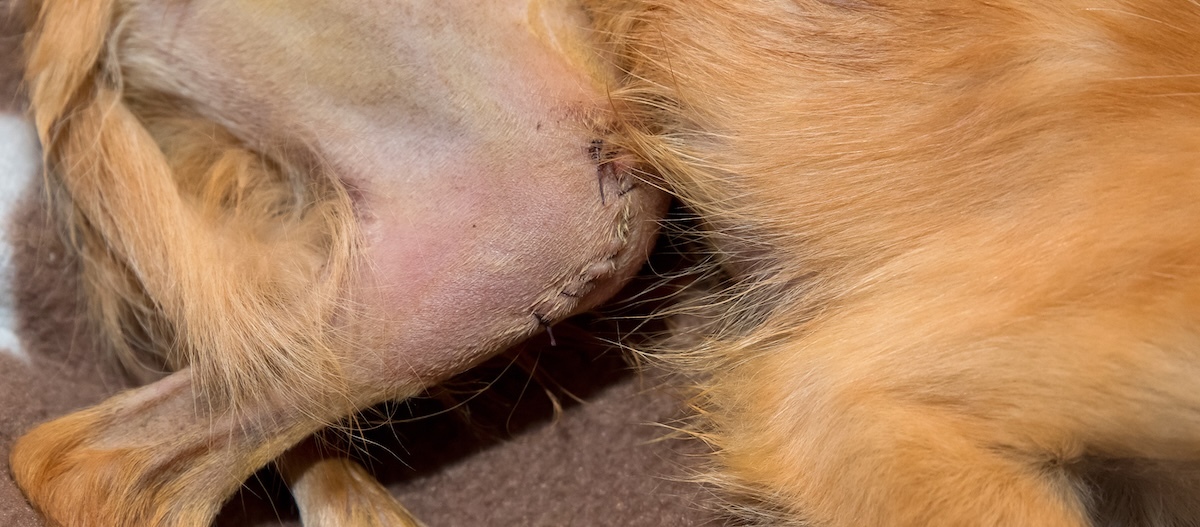 Op-Narbe am Knie eines Hundes nach einer Patellaluxation.