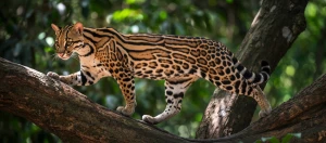Ein Ozelot balanciert auf einem Baumstamm im Regenwald