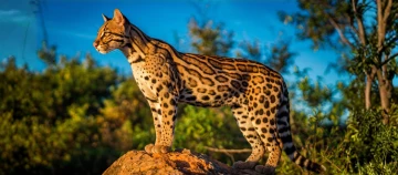 Ein Ozelot steht auf einem Felsen und schaut in die Ferne