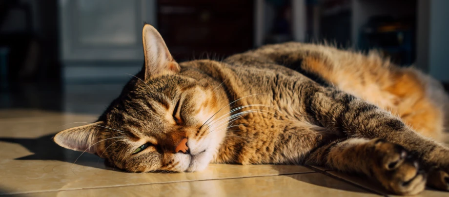 Ratgeber_Katze_Ernaehrung_Senior_Katzen_1200x527 Eine getigerte Hauskatze liegt entspannt auf dem Boden in einem warmen Sonnenstrahl. Die Augen sind halb geschlossen, das Fell wirkt weich und leicht aufgehellt vom Sonnenlicht. Die Katze streckt sich lang aus und wirkt ruhig und zufrieden.
