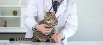 Tierarzt untersucht eine getigerte Katze auf dem Behandlungstisch mit einem Stethoskop in einer hellen Praxisumgebung.