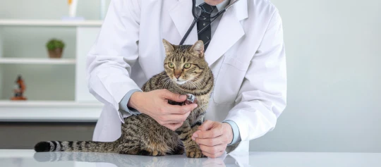 Tierarzt untersucht eine getigerte Katze auf dem Behandlungstisch mit einem Stethoskop in einer hellen Praxisumgebung.
