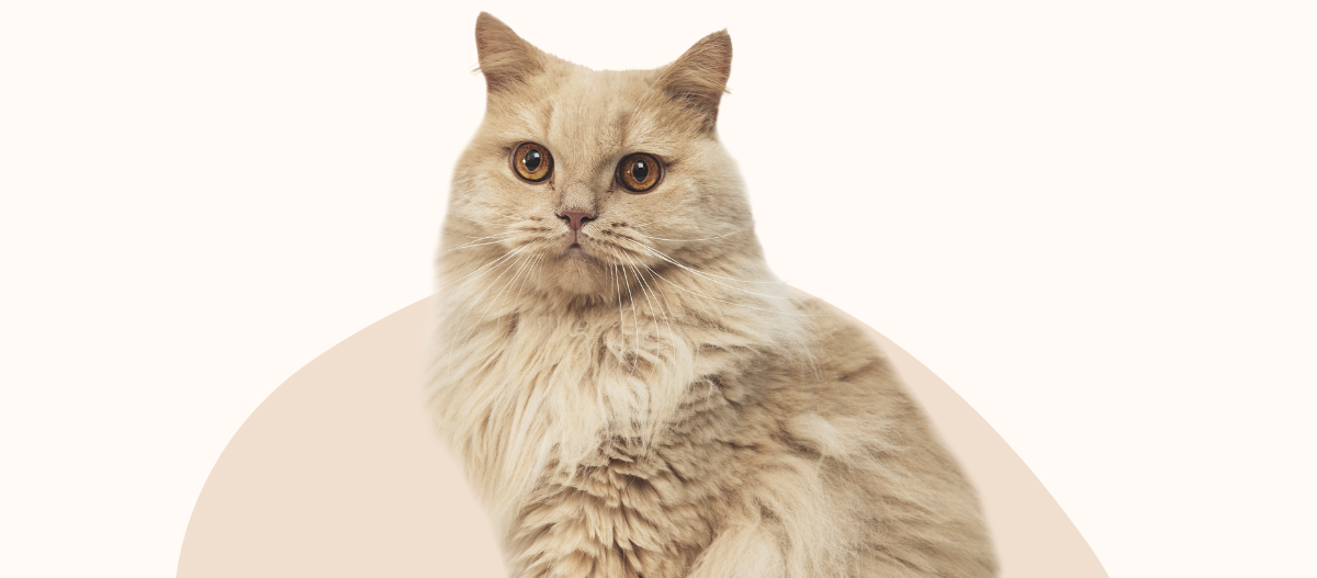 Senior-Cat-Replaceable-Onsite_Fullsize_1200x527-Magazine Eine Katze schaut in die Kamera