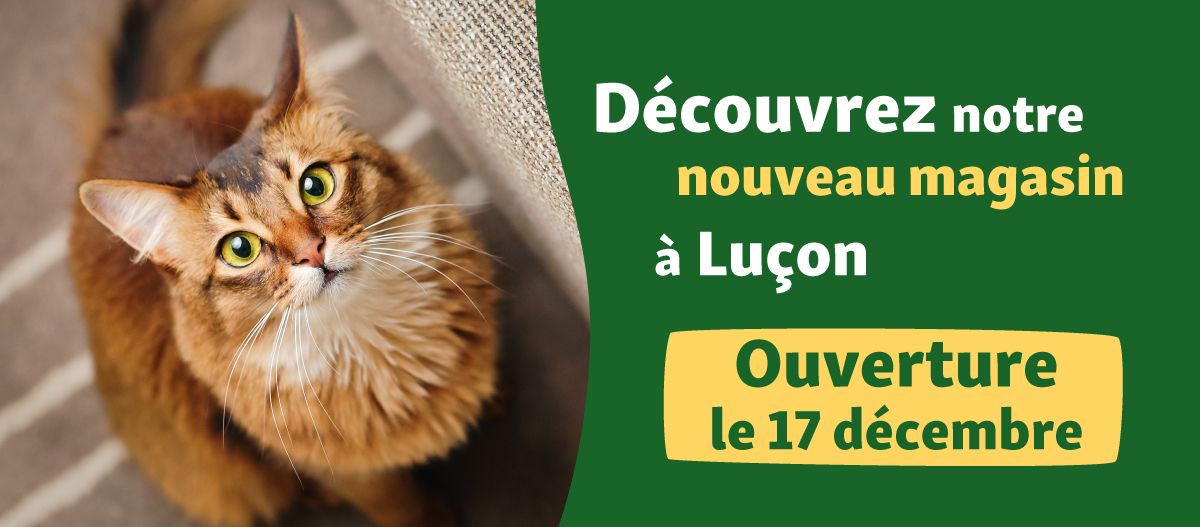 banner-lucon Banner Opening FR Lucon 17.12