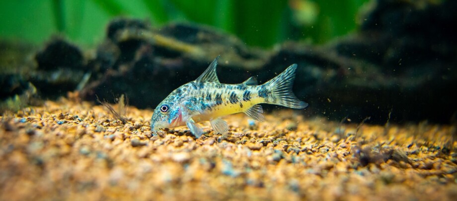 mottled corydora (corydora paleatus) eating in a fish tank Panzerwels schwimmt im Aquarium und frisst