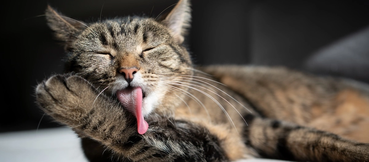 Katze liegt auf der Seite und putzt sich die Pfote mit der Zunge
