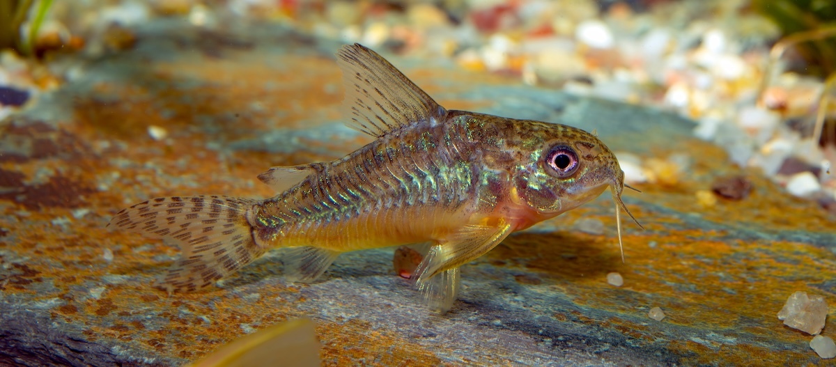 Panzerwels im Aquarium Panzerwels schwimmt im Aquarium.