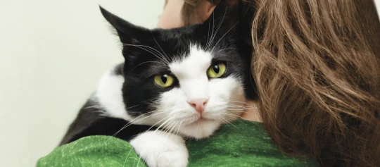 Eine Katze liegt auf der Schulter einer Frau