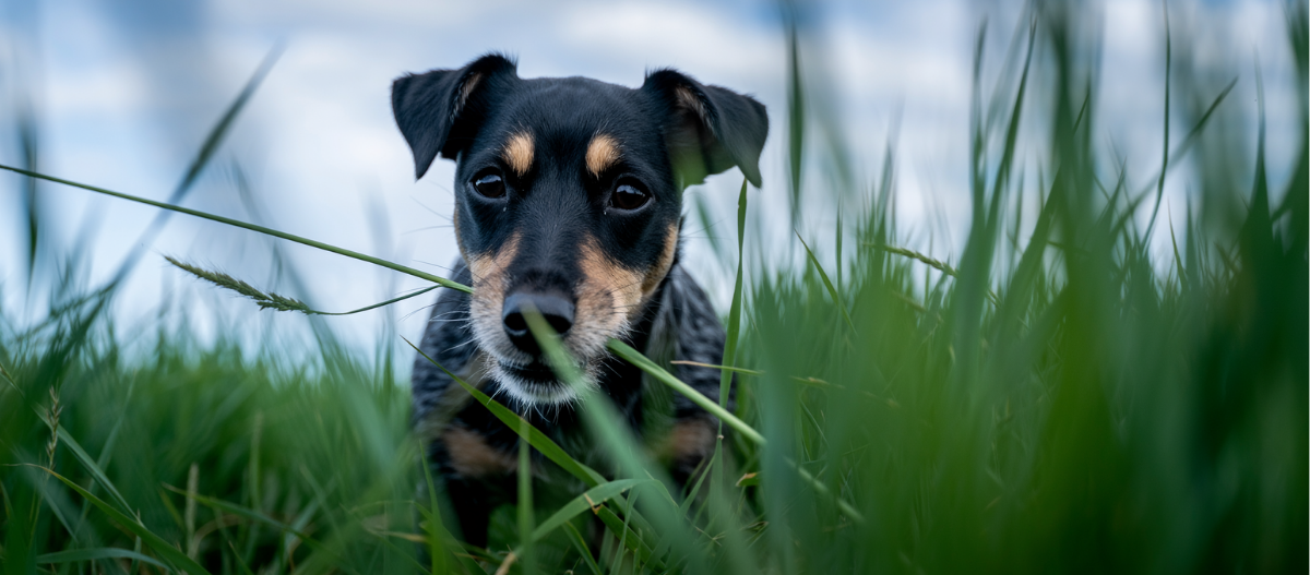 Ein Terrier frisst Gras.