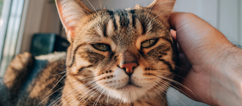 Katze lässt sich am Kopf streicheln