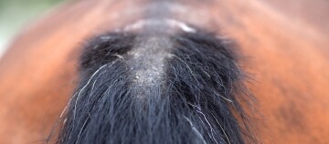 Pferdeschweif mit Sommerekzem