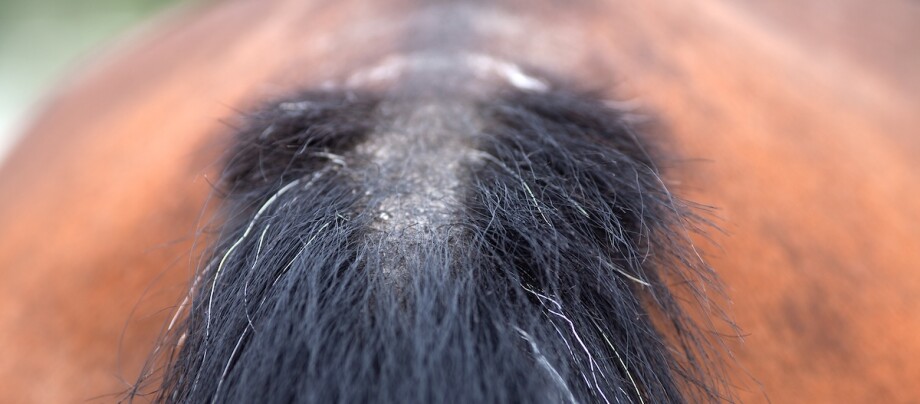 Pferdeschweif mit Sommerekzem
