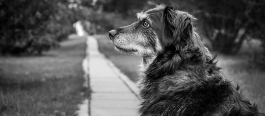 Schwarz-weißes Erinnerungsfoto an einen verstorben Hund