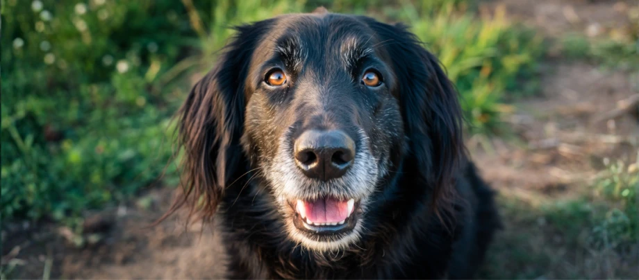 Ein alter Hund hockt am Wegrand und schaut auf.