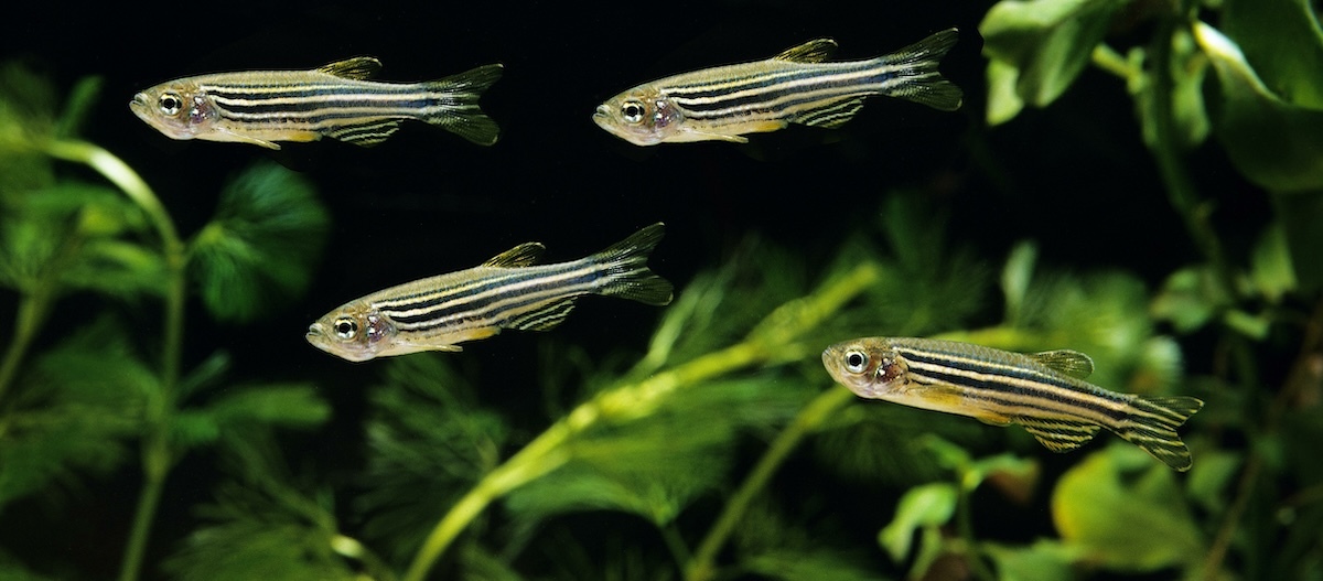 Mehrere Zebrabärblinge schwimmen zwischen Wasserpflanzen im Aquarium.