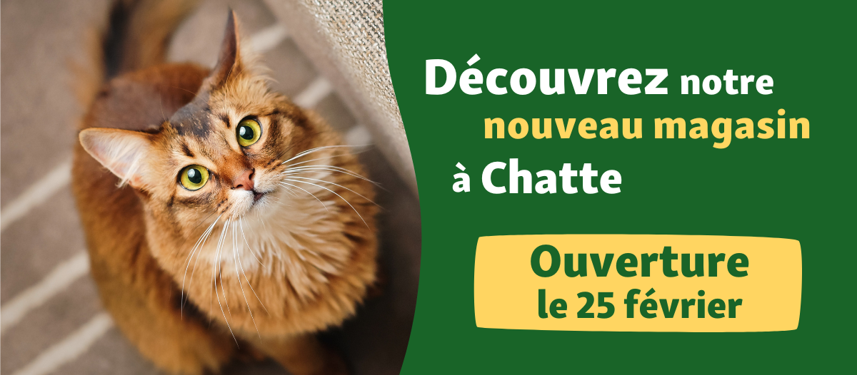 Banner-chatte