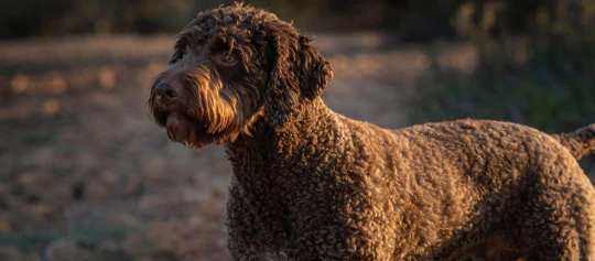 Brauner, lockiger Hund steht im warmen Abendlicht auf einem sandigen Weg und blickt aufmerksam zur Seite.