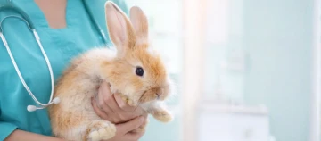 Tierärztin hält ein flauschiges, hellbraunes Kaninchen in einer tiermedizinischen Praxis.