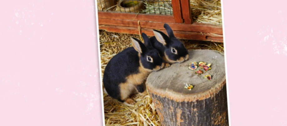 Ratgeber_Kleintier_kaninchen-im-stall-diy-1_1200x527 1