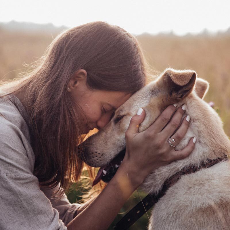 amour-chien
