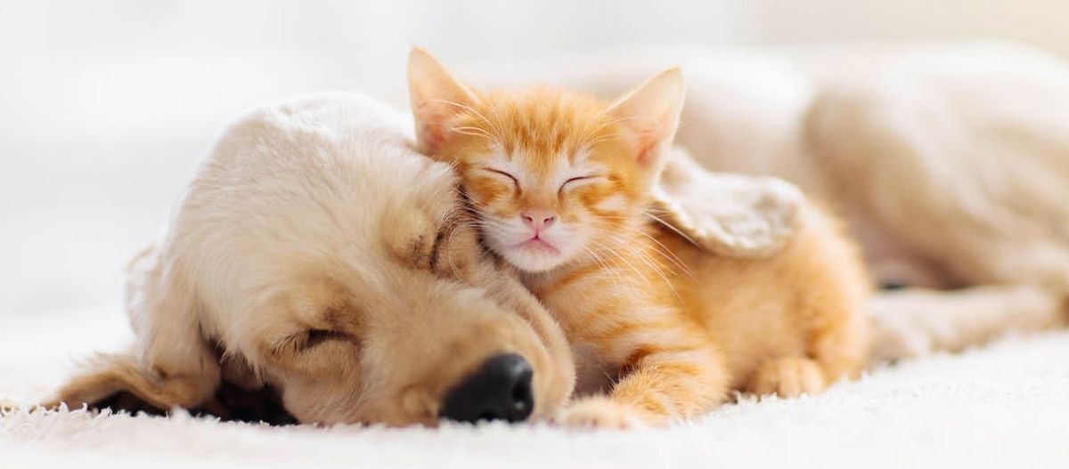 Ratgeber-Teaser-Neues-Haustier-Welpe-Kitten-_1200x527 Ein Welpe und Kitten liegen zusammen auf einer Decke und schlafen.