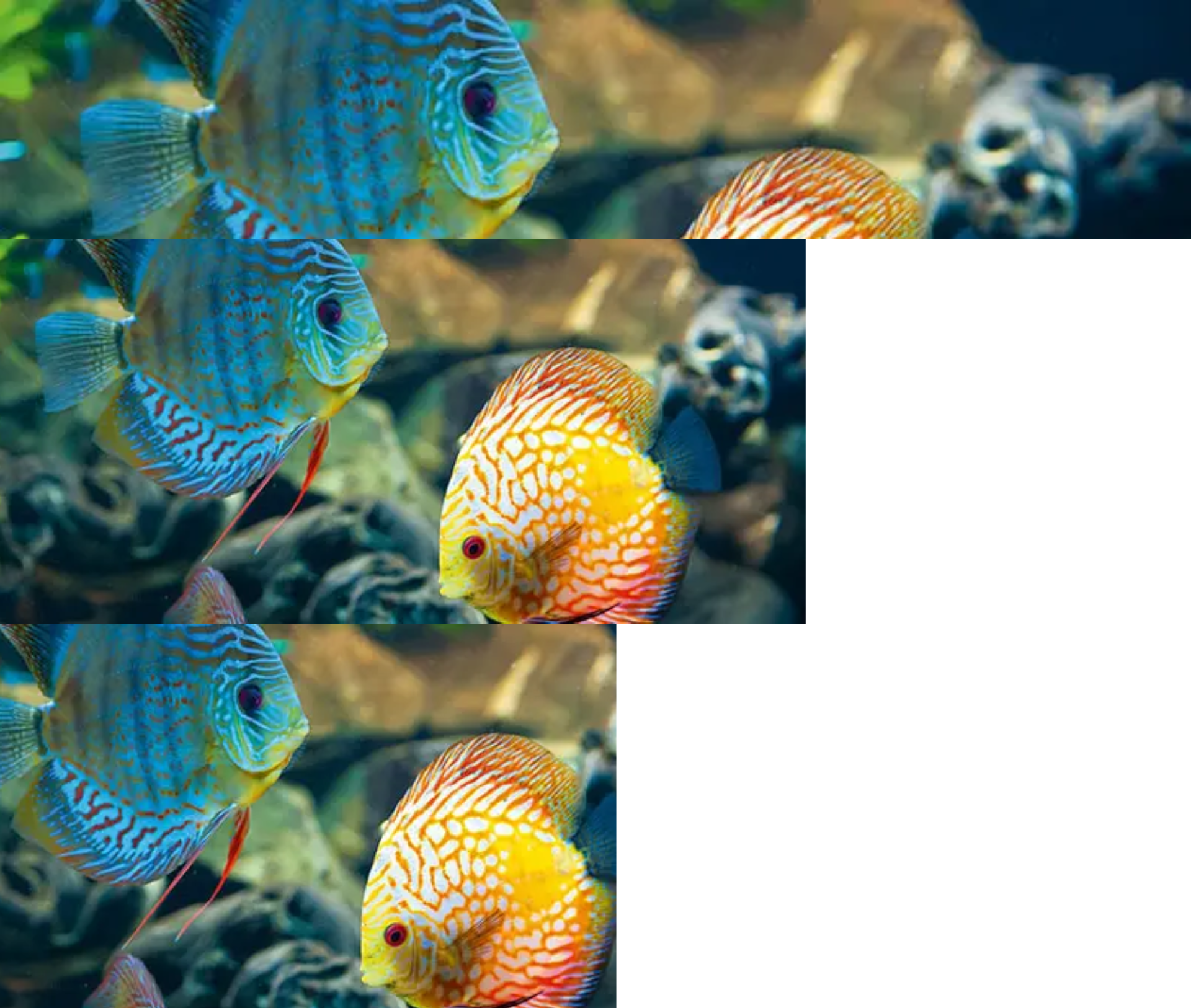 Süsswasserfische schwimmen im Aquarium.