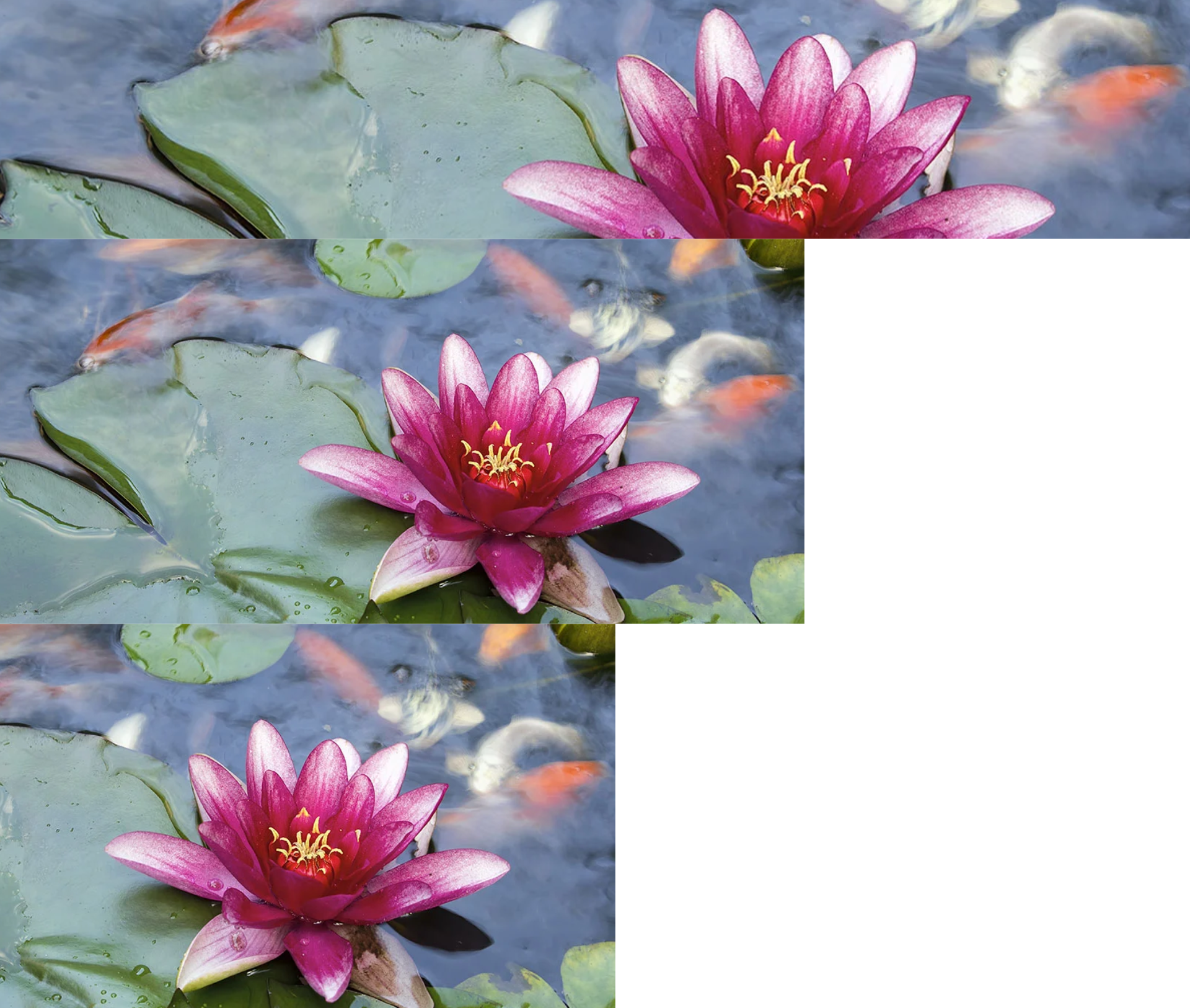 Seerose im Teich mit Fischen