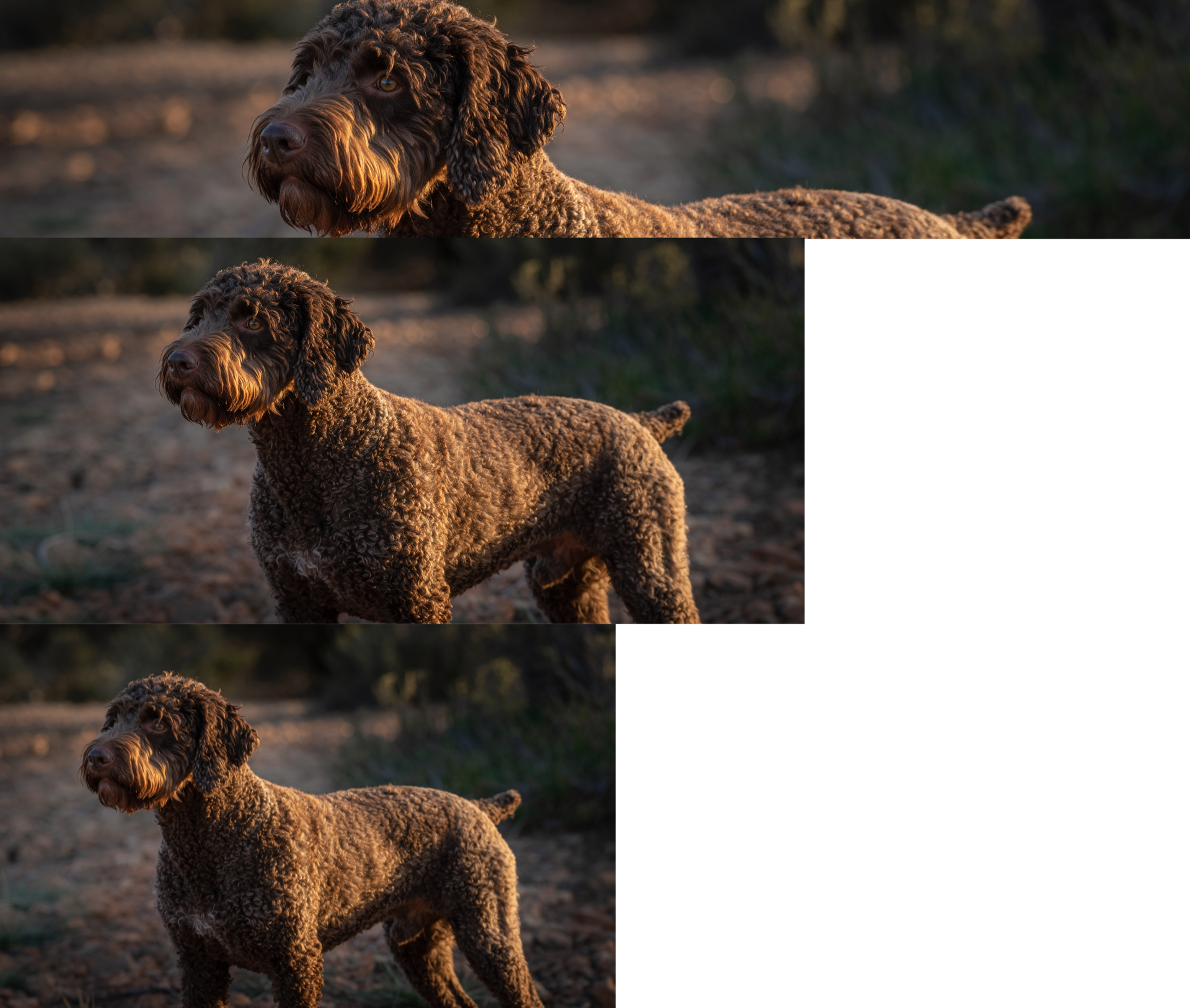 Brauner, lockiger Hund steht im warmen Abendlicht auf einem sandigen Weg und blickt aufmerksam zur Seite.