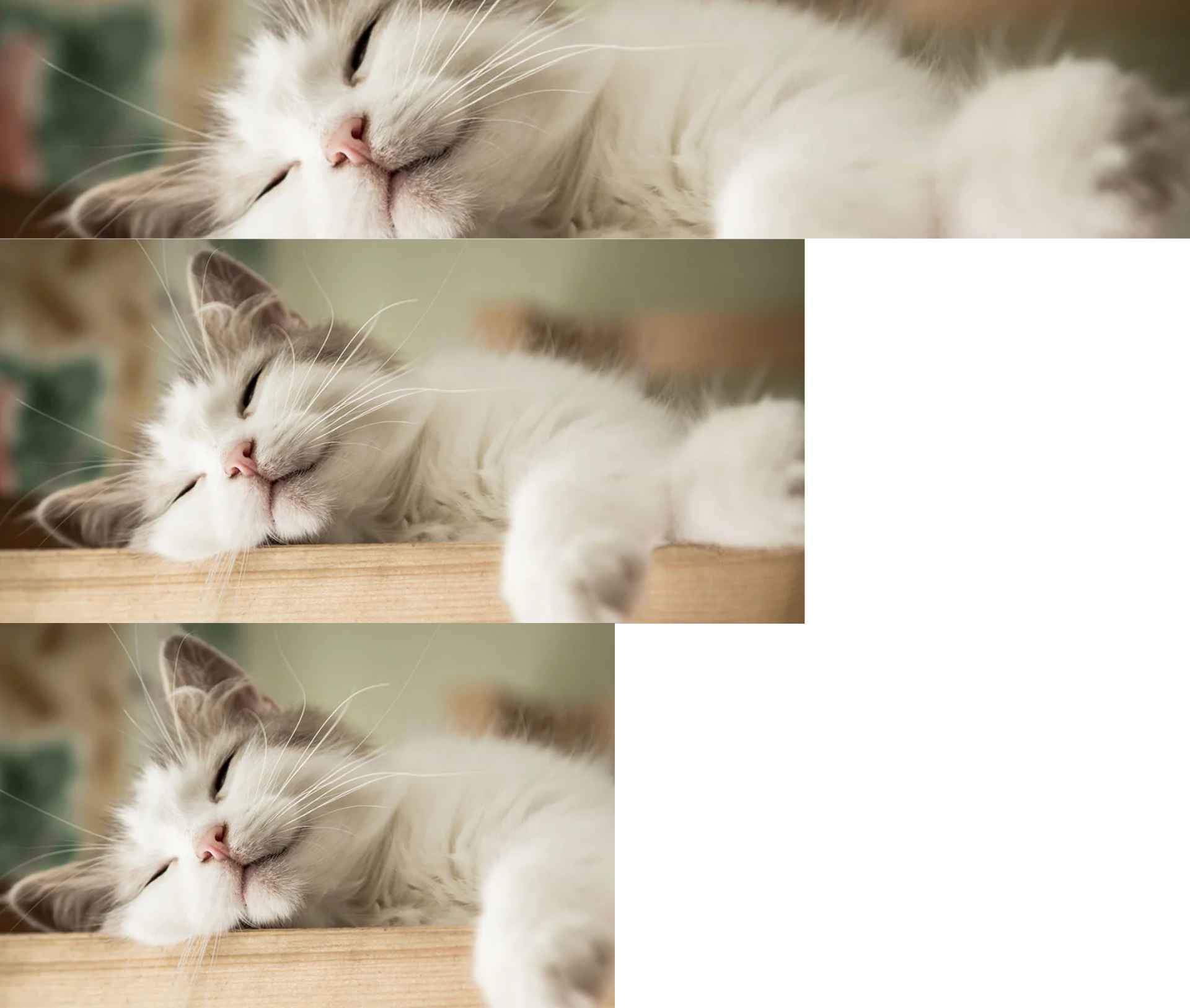 Eine weiß-grau gemusterte Katze liegt entspannt auf einer Holzoberfläche und hat die Augen geschlossen.