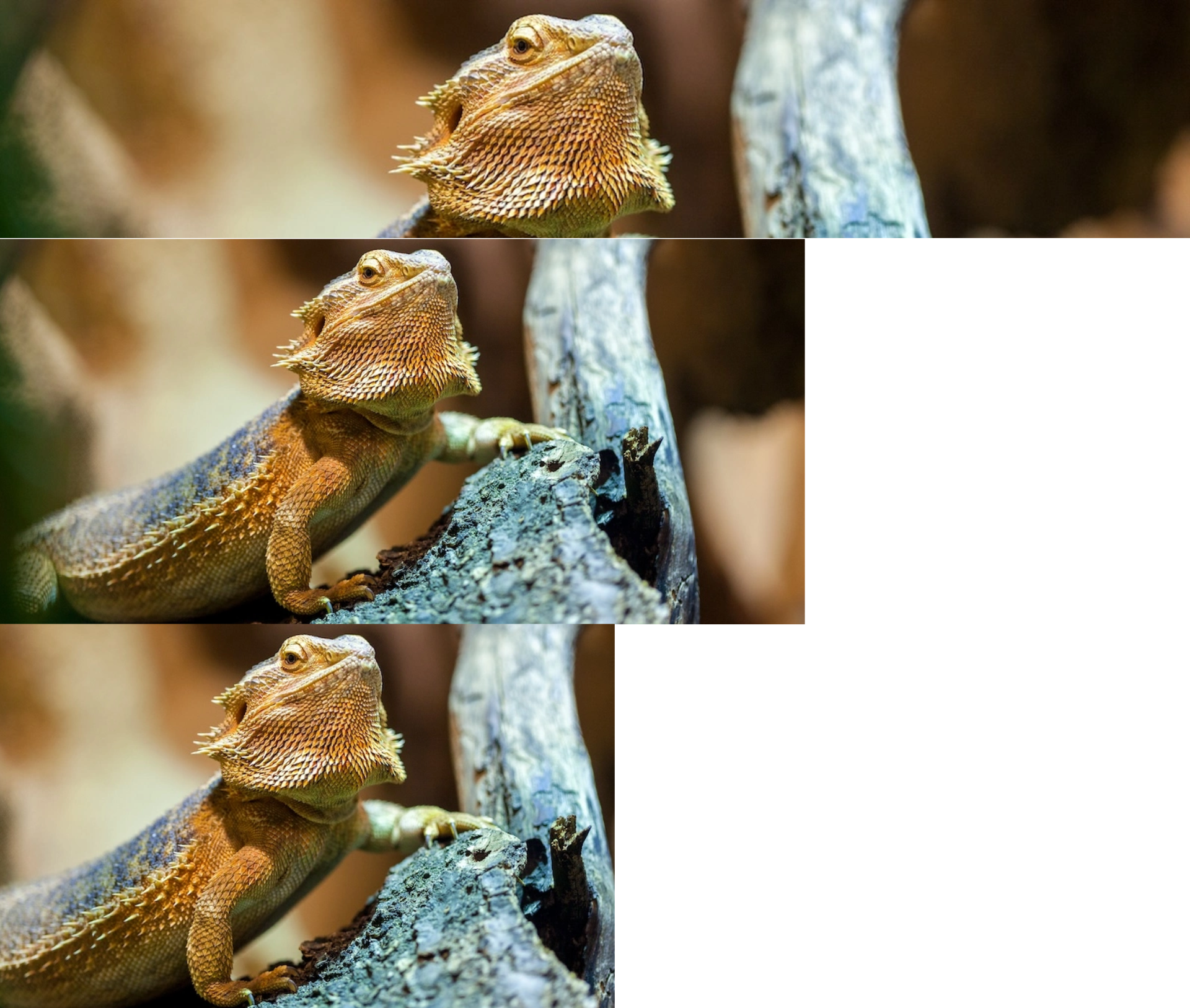 Nahaufnahme einer Bartagamen-Echse auf einem Ast mit detaillierten Schuppen und stacheligem Bart