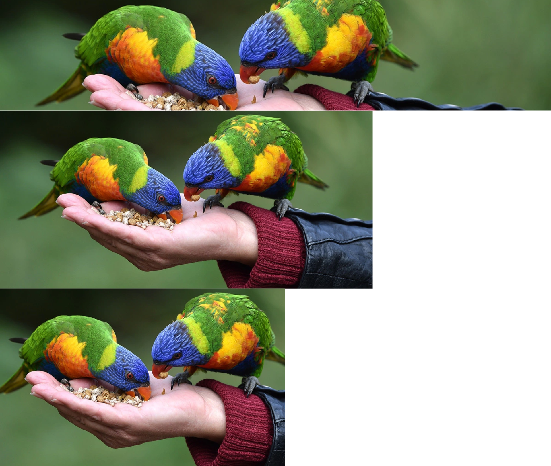 Zwei bunte Loris fressen aus der Hand einer Person vor grünem Hintergrund