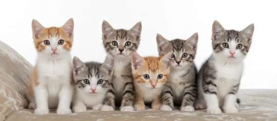 Sechs getigerte Kitten auf einer Couch.