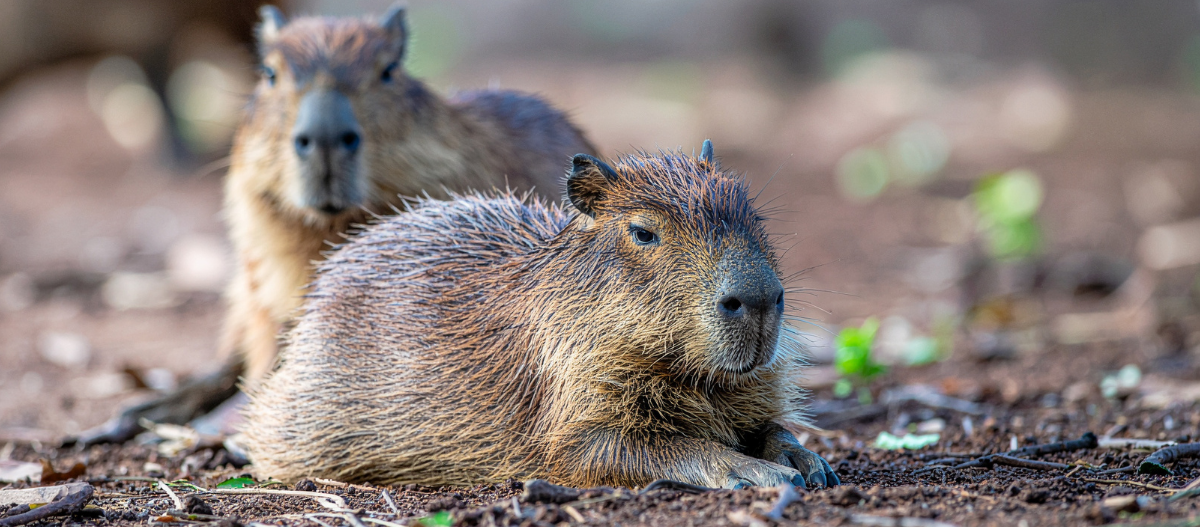 Zwei junge Capybaras liegen auf einem erdigen Boden mit vereinzelten Blättern, eines im Vordergrund, eines leicht unscharf im Hintergrund.