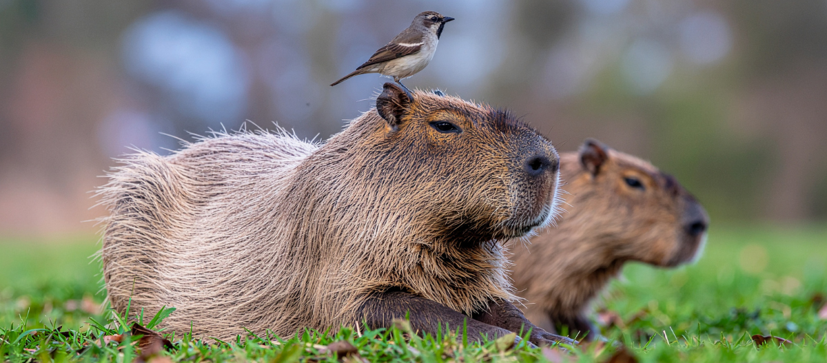Zwei Capybaras liegen auf einer grünen Wiese, auf dem Kopf des vorderen Capybaras sitzt ein kleiner Vogel.