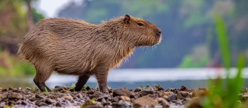 Capybara mit nassem Fell steht an einem steinigen Flussufer neben ruhigem Wasser in natürlicher Landschaft.